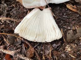 Attēlu rezultāti vaicājumam “Amanita rubescens”