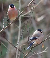 Attēlu rezultāti vaicājumam “Pyrrhula pyrrhula female”