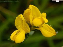 Image result for Genista tinctoria