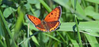 Attēlu rezultāti vaicājumam “Lycaena dispar female”