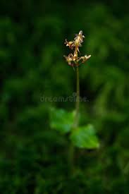 Attēlu rezultāti vaicājumam “Listera cordata fruit”