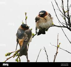 Image result for Petrochelidon pyrrhonota