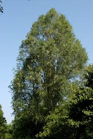 Attēlu rezultāti vaicājumam “Populus simonii”