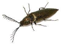 Attēlu rezultāti vaicājumam “Ctenicera pectinicornis”