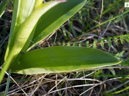 Attēlu rezultāti vaicājumam “Orchis militaris leaf”