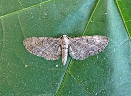 Attēlu rezultāti vaicājumam “Eupithecia exiguata”