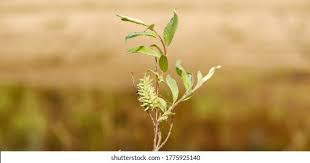 Attēlu rezultāti vaicājumam “Salix lapponum leaf”