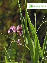 Attēlu rezultāti vaicājumam “Lathyrus sylvestris leaf”