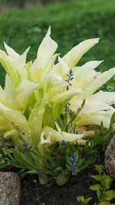 Image result for Hosta White Feather