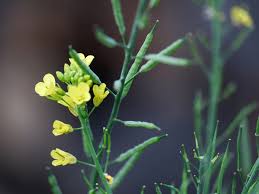 Attēlu rezultāti vaicājumam “Erysimum cheiranthoides flower”