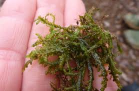 Attēlu rezultāti vaicājumam “Porella cordaeana”