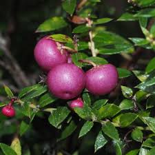 Attēlu rezultāti vaicājumam “Gaultheria cuneata”