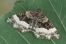 Attēlu rezultāti vaicājumam “Euphyia unangulata”