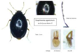 Attēlu rezultāti vaicājumam “Scaphisoma sp.”