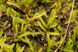 Attēlu rezultāti vaicājumam “Rhynchostegiella tenella macro”