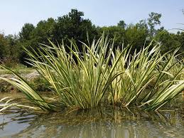 Image result for Acorus calamus