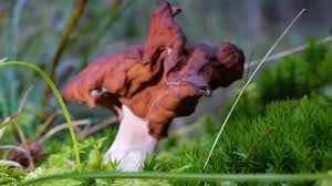 Attēlu rezultāti vaicājumam “Gyromitra infula”