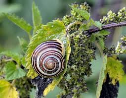 Attēlu rezultāti vaicājumam “Cepaea hortensis”