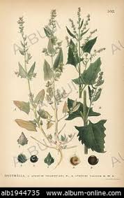 Attēlu rezultāti vaicājumam “Atriplex calotheca”