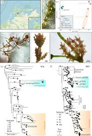 Attēlu rezultāti vaicājumam “Chara aspera male”