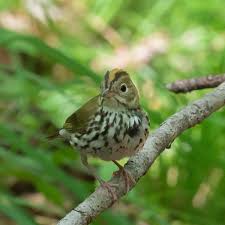 Image result for Seiurus aurocapilla