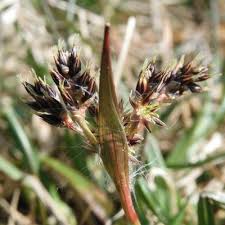 Attēlu rezultāti vaicājumam “Luzula pilosa flower”