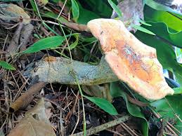 Attēlu rezultāti vaicājumam “Physarum pezizoideum stalked”