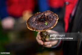 Attēlu rezultāti vaicājumam “Sarcodon imbricatum”