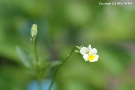 Attēlu rezultāti vaicājumam “Viola arvensis bud”