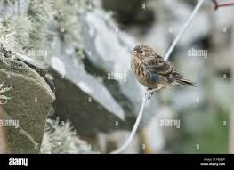 Image result for twite photo