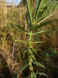 Attēlu rezultāti vaicājumam “Lycopus europaeus flower”