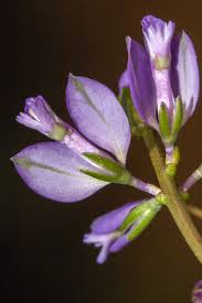 Attēlu rezultāti vaicājumam “Polygala vulgaris”