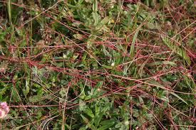Attēlu rezultāti vaicājumam “Cuscuta epithymum subsp. trifolii flower”