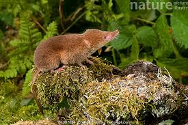 Attēlu rezultāti vaicājumam “Sorex araneus”