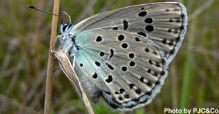 Attēlu rezultāti vaicājumam “Phengaris arion”