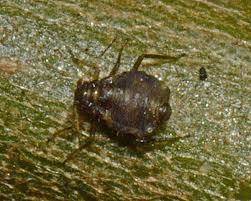 Attēlu rezultāti vaicājumam “Chaitophorus populeti”