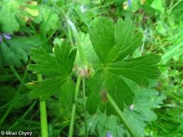 Attēlu rezultāti vaicājumam “Geranium pyrenaicum leaf”
