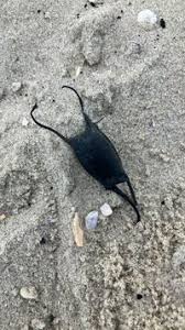 Image result for Leucoraja erinaceus