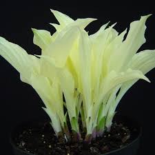 Image result for Hosta White Feather