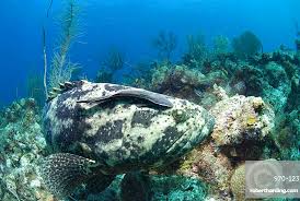 Image result for Epinephelus itajara