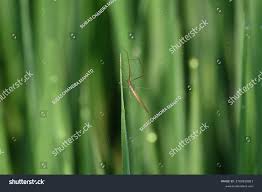 Attēlu rezultāti vaicājumam “Tibellus oblongus”