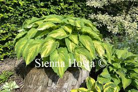 Image result for Hosta Warpaint