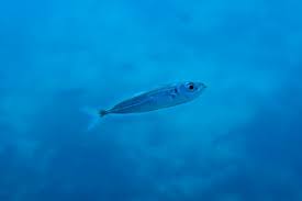 Image result for Trachurus trachurus