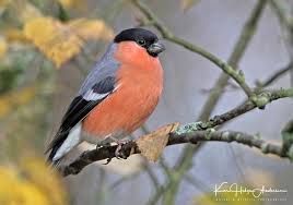 Attēlu rezultāti vaicājumam “Pyrrhula pyrrhula”