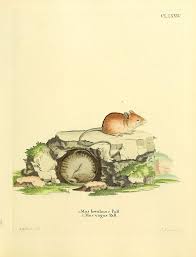 Attēlu rezultāti vaicājumam “Sicista betulina”