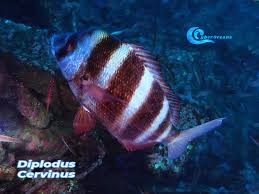 Image result for Diplodus cervinus