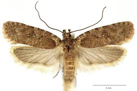 Attēlu rezultāti vaicājumam “Agonopterix heracliana”