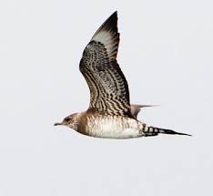 Attēlu rezultāti vaicājumam “Stercorarius parasiticus”