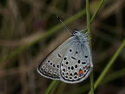 Attēlu rezultāti vaicājumam “Vacciniina optilete underside”