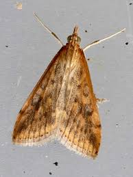 Attēlu rezultāti vaicājumam “Udea fulvalis”